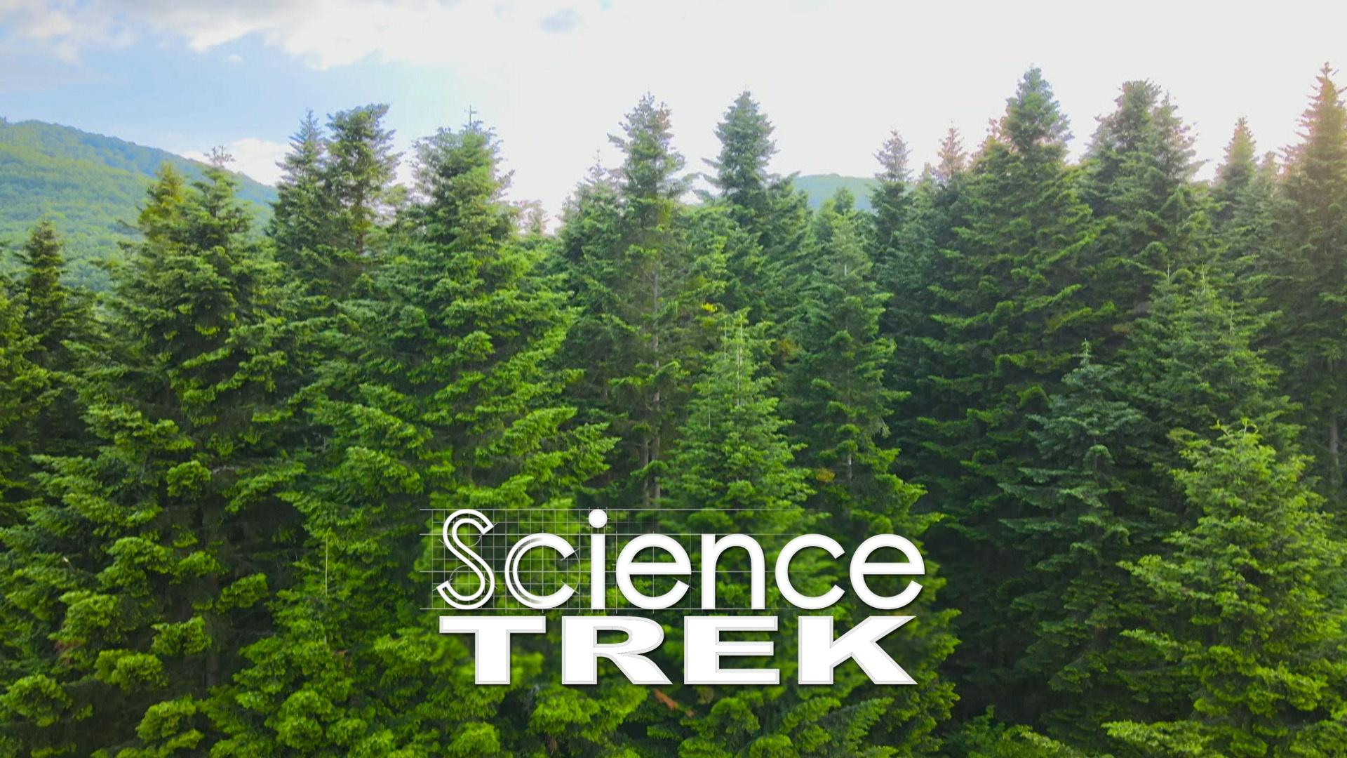 Science Trek | Forests: Forest Facts | PBS