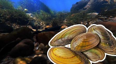 Video thumbnail: SCI NC Saving Freshwater Mussels to Preserve Our Rivers