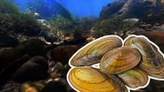 Saving Freshwater Mussels to Preserve Our Rivers