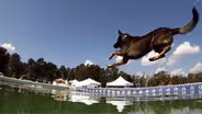Dixie Dock Dogs
