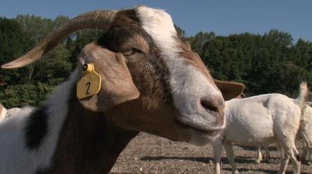 Video thumbnail: This is Atlanta with Alicia Steele Goats vs. Kudzu