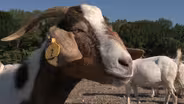 Goats vs. Kudzu