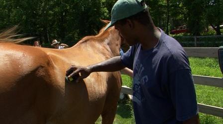 Video thumbnail: This is Atlanta with Alicia Steele Horses for Heroes