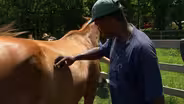 Horses for Heroes
