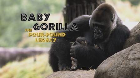 Video thumbnail: Baby Gorilla: The Four-Pound Legacy Baby Gorilla: The Four-Pound Legacy