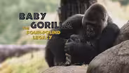 Baby Gorilla: The Four-Pound Legacy