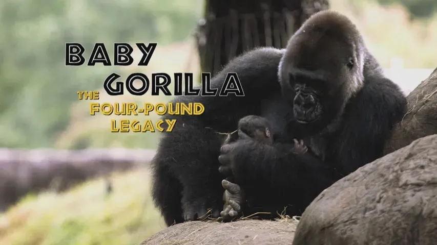 Baby Gorilla: The Four-Pound Legacy