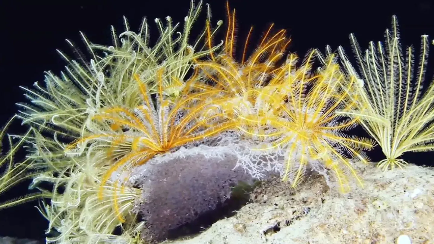 Living Fossils