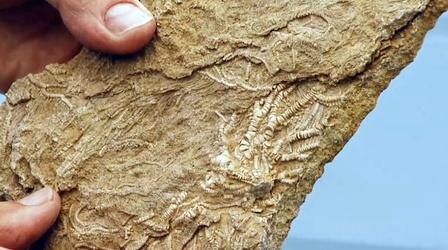 Video thumbnail: Changing Seas Living Fossils - Trailer