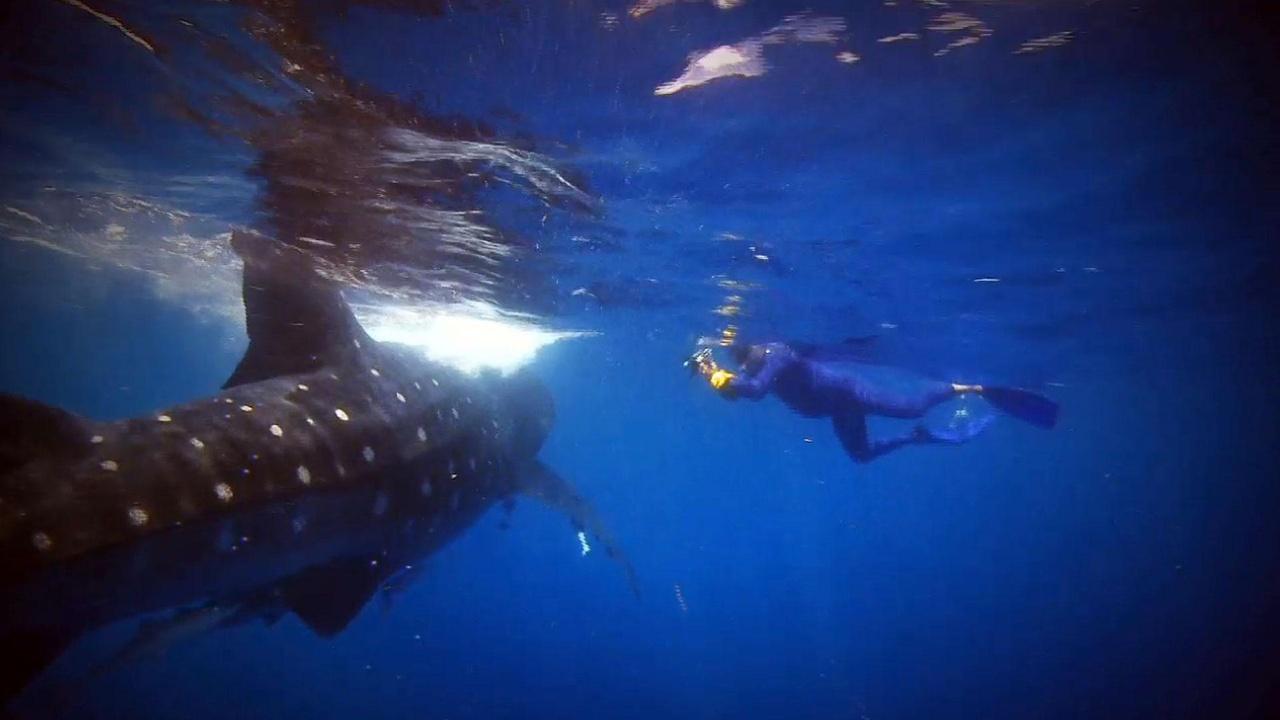 Changing Seas | Biggest Fish in the Sea - Trailer