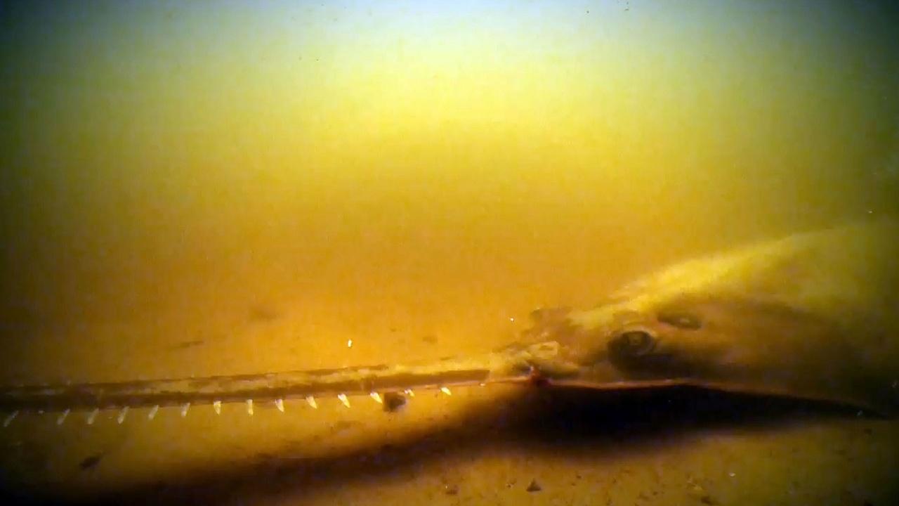 Changing Seas | Saving Sawfish - Trailer