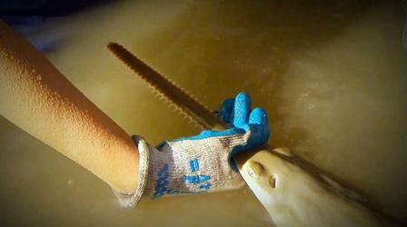 Video thumbnail: Changing Seas Saving Sawfish