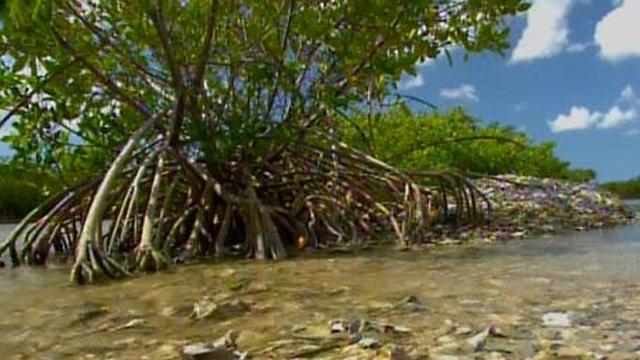 Changing Seas | Seagrasses and Mangroves