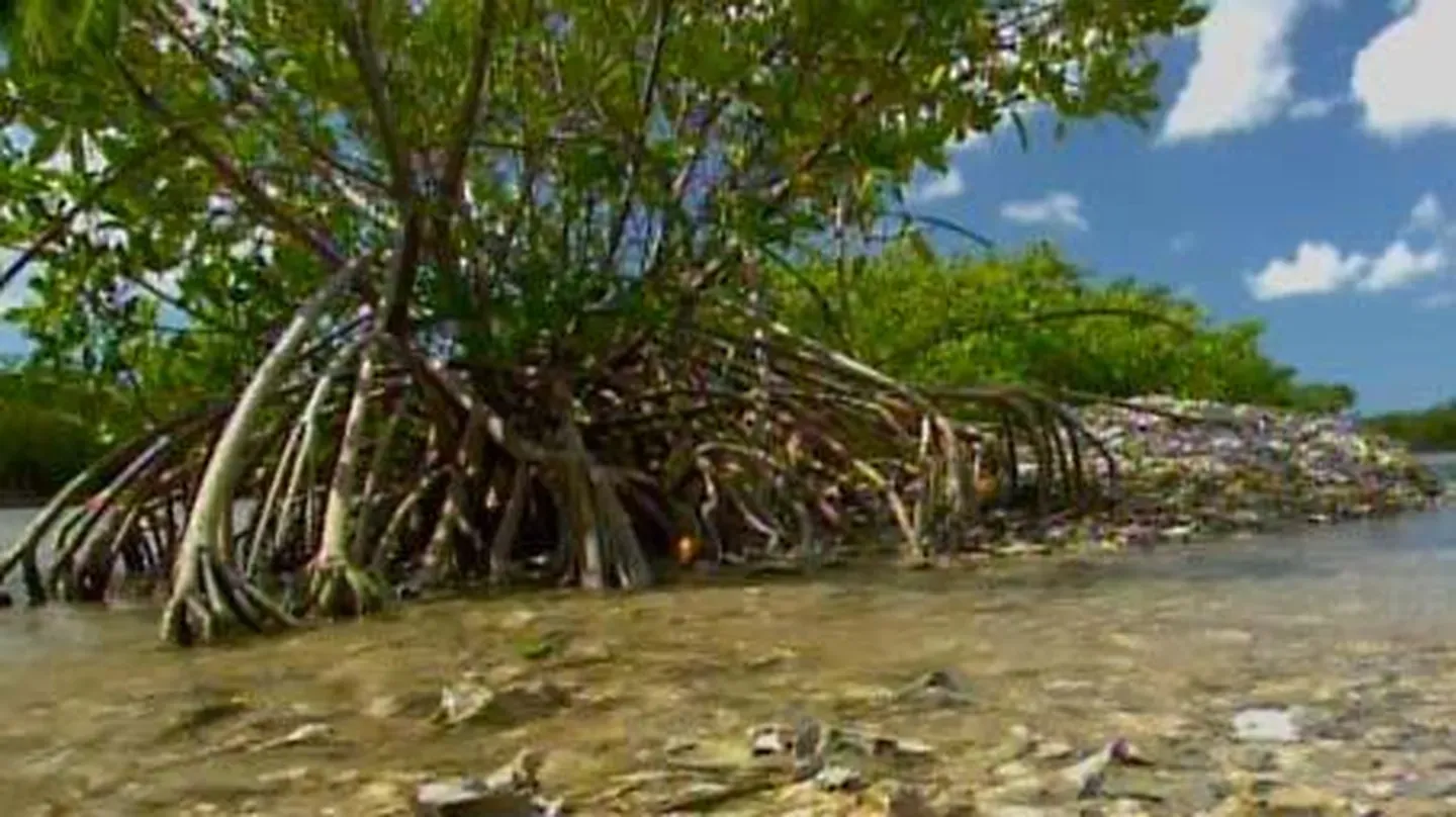 Seagrasses and Mangroves