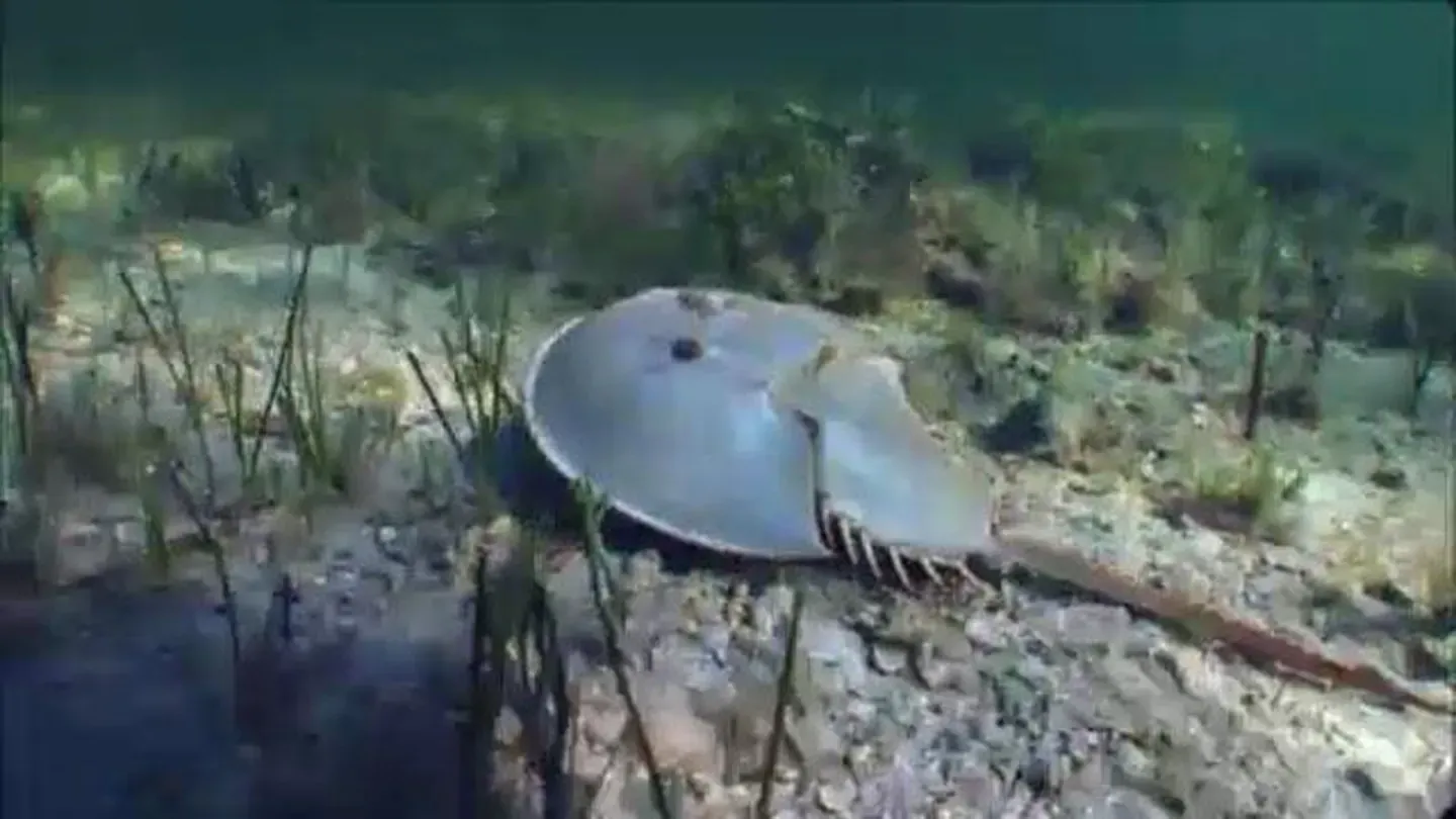 Prescription: Oceans