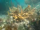 Reef Revival