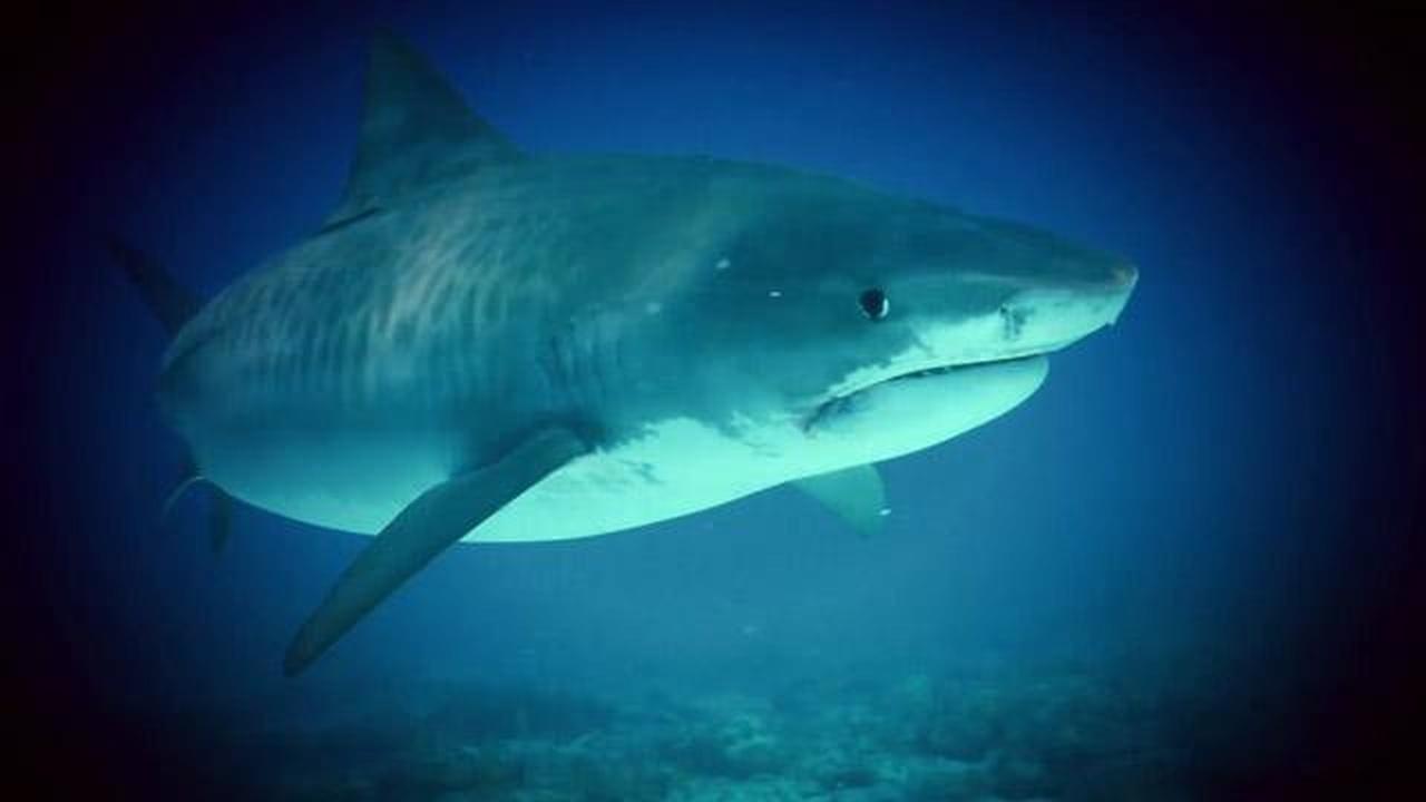 Changing Seas | Tracking Tigers - Trailer