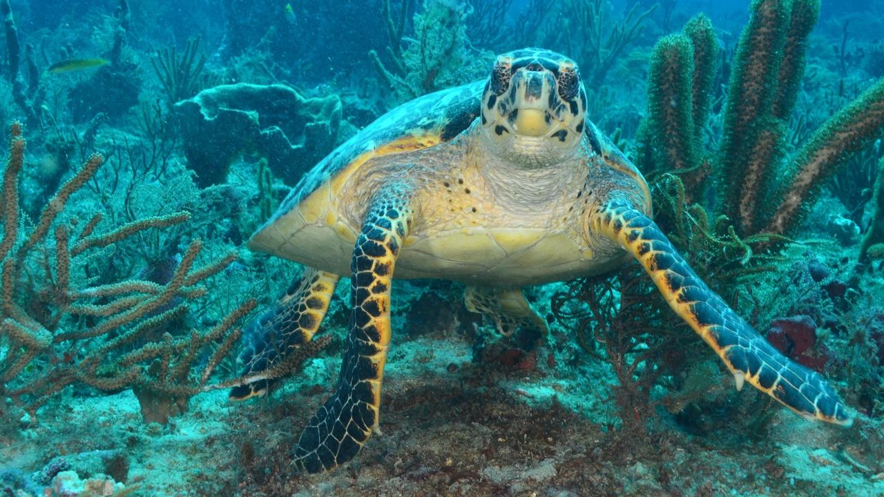 Changing Seas | Sea Turtles: The Lost Years