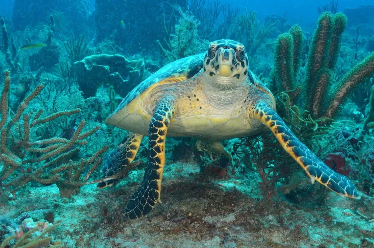 Sea Turtles: The Lost Years