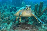 Sea Turtles: The Lost Years - Trailer