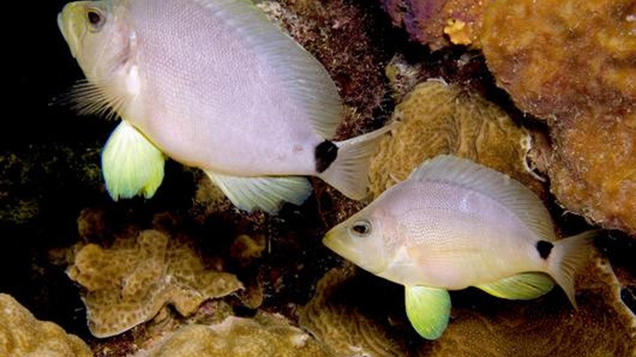 Changing Seas | The Secret Sex Life of Fish