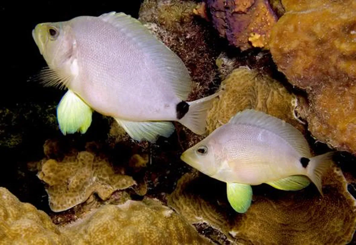 The Secret Sex Life of Fish