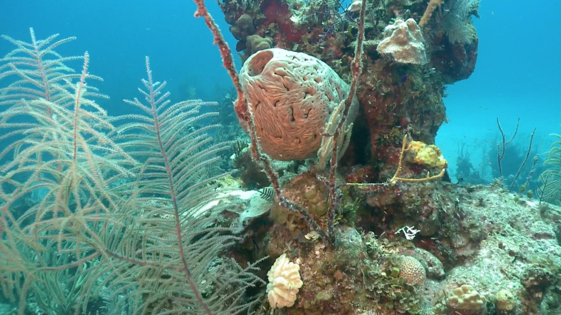 S8 E1 Sponges Oldest Creatures in the Sea? Trailer Changing Seas