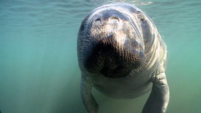 Changing Seas | Manatees: Conserving a Marine Mammal - Trailer