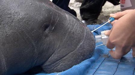 Video thumbnail: Changing Seas Manatees: Conserving a Marine Mammal