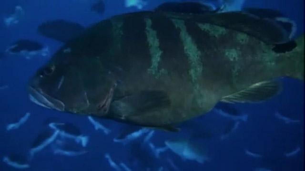Changing Seas | Grouper Moon