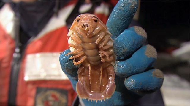 Changing Seas | Creatures of the Deep