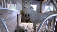 Horse Farm