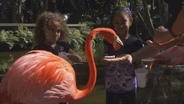 Flamingo Gardens