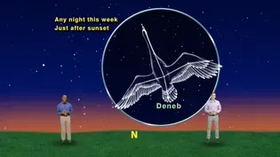 "Cygnus: The Amazing Celestial Swan" Sept 26th-Oct 3rd 1 Min