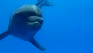Dolphins at Play