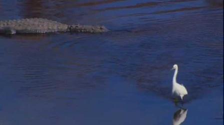Video thumbnail: South Florida PBS Presents The Story of Florida State Parks (Part 3)