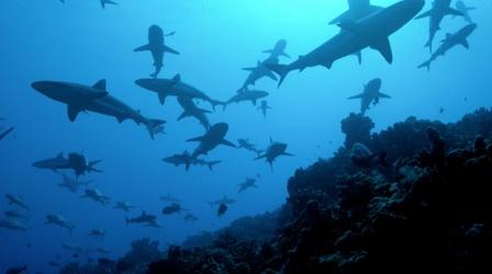 Video thumbnail: South Florida PBS Presents Mysteries of the Coral Canyon