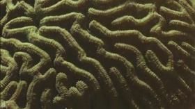 Video thumbnail: South Florida PBS Presents Wild Florida - Coral Reefs