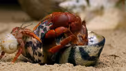 How Hermit Crabs Choose Their Shells
