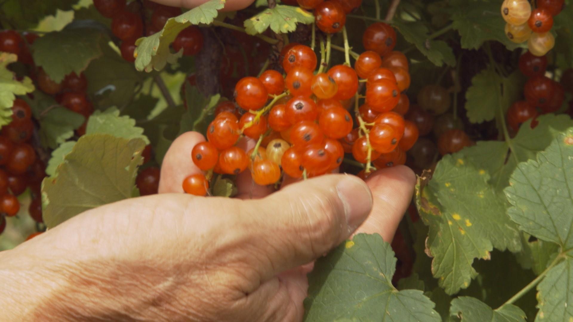 Hilltop Community Farm