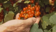 Hilltop Community Farm