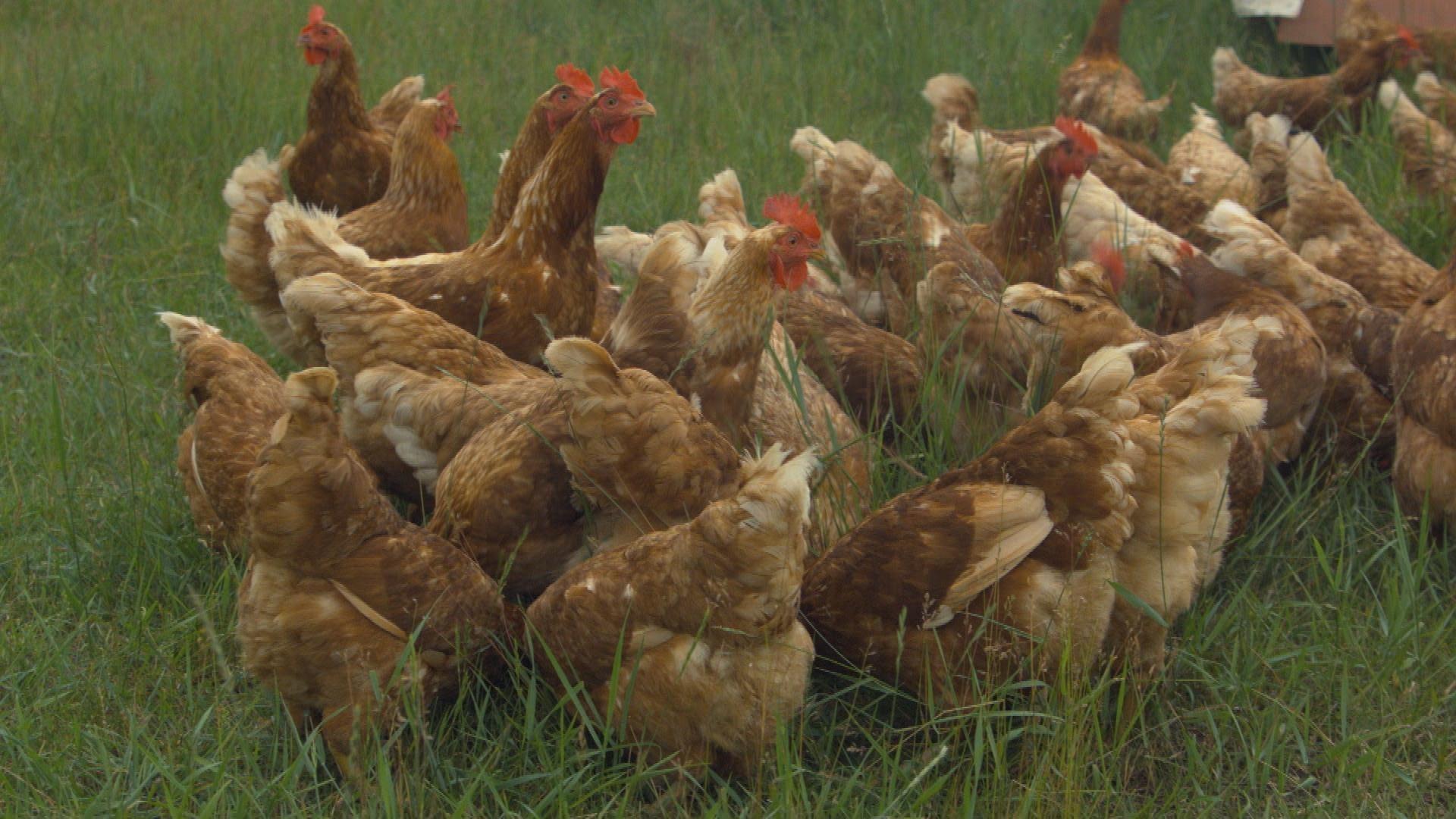 Buvula Farms