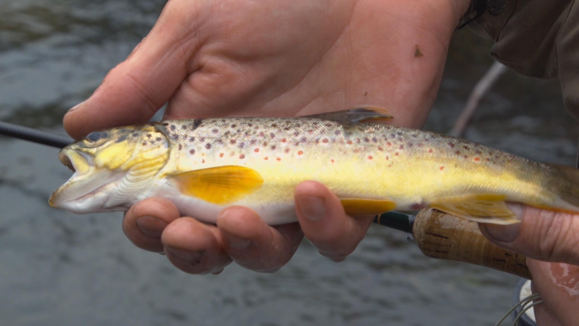 Trout Stream