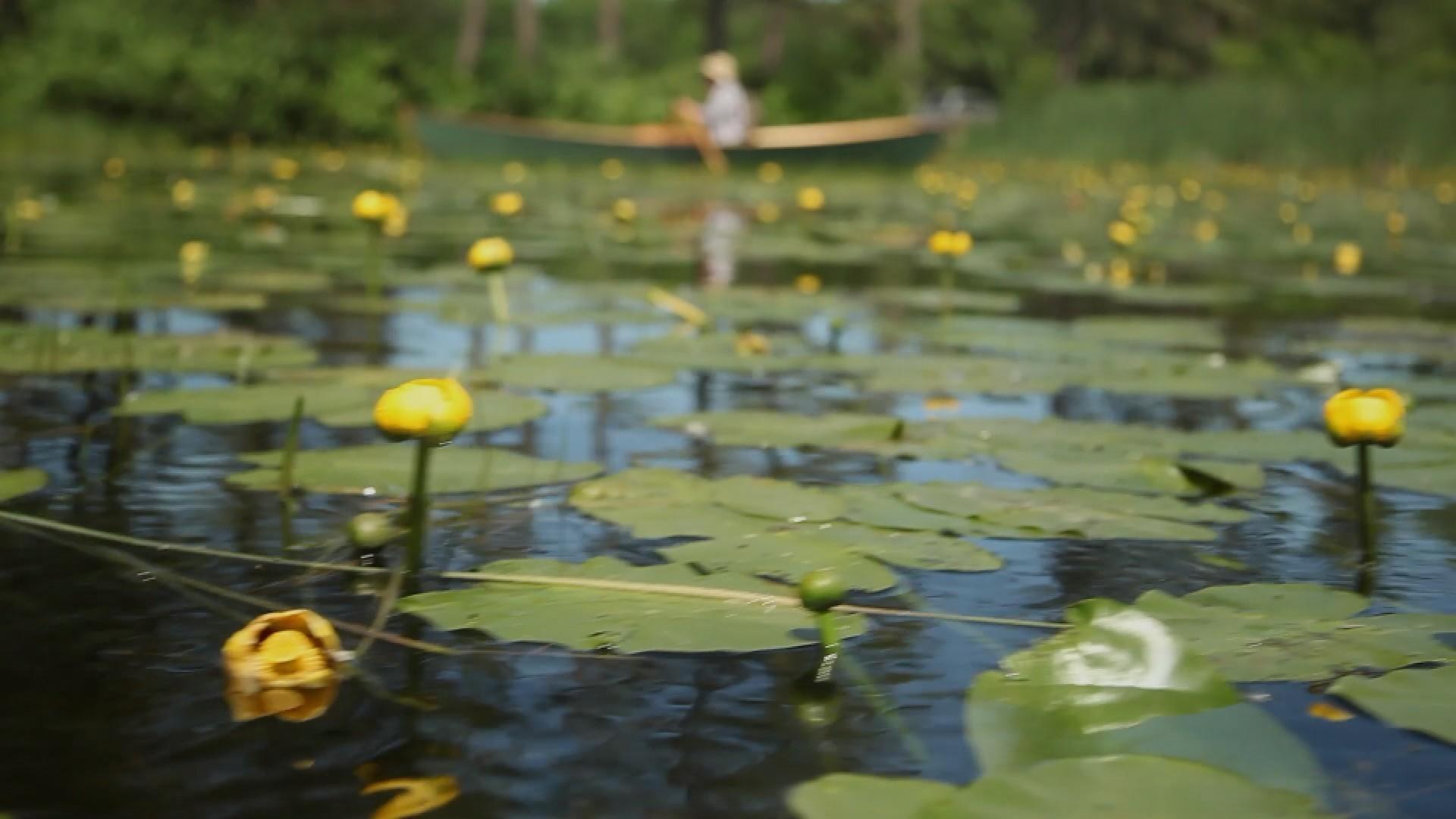 Wild Food Adventure