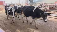 Dairy Prices for Wisconsin Farmers at a Record High