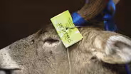 DNR Electronic Deer Registration System Starts First Season