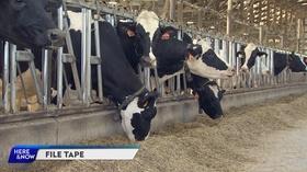 Video thumbnail: Here and Now Wisconsin Look: Dozens Of Farmers To Lose Milk Contract