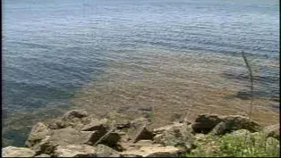 In-depth Look at New Phosphorous Regulations