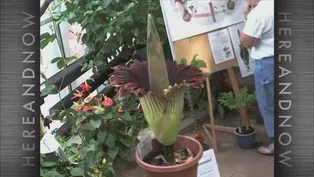 Corpse Flower Blooms at UW Greenhouse