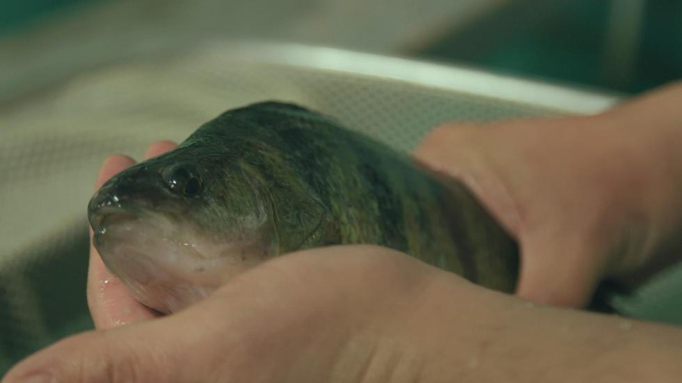 Perch Science & Wendt's Fish Fry image